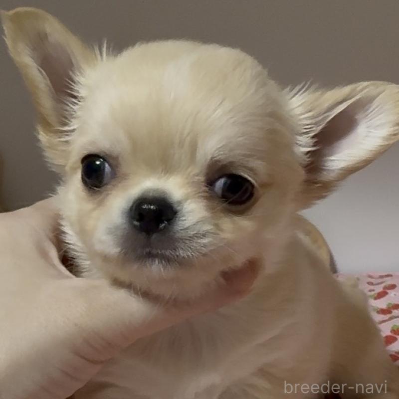 販売中の東京都のチワワ(ロングコート)-432941