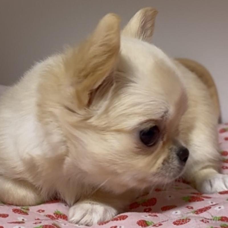 販売中の東京都のチワワ(ロングコート)-432941の4枚目