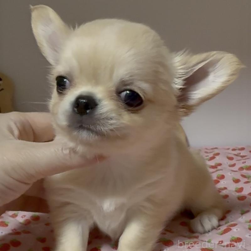 販売中の東京都のチワワ(ロングコート)-432941の3枚目