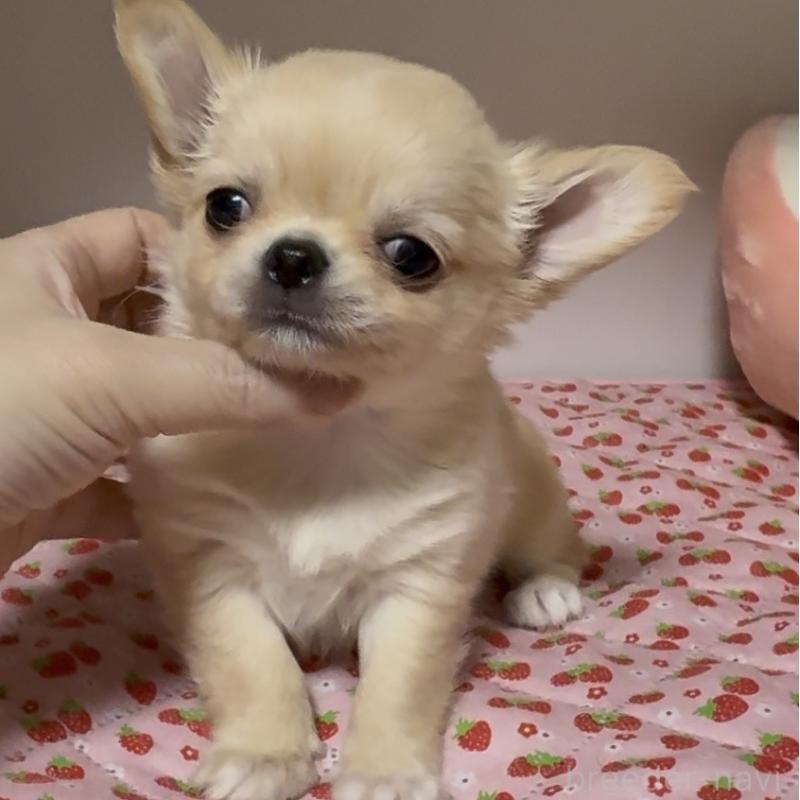 販売中の東京都のチワワ(ロングコート)-432941の2枚目