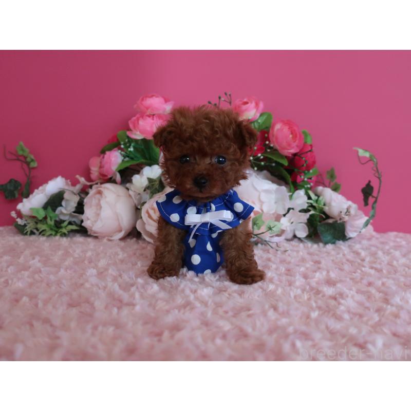 販売中の鹿児島県のティーカッププードル-433121の1枚目