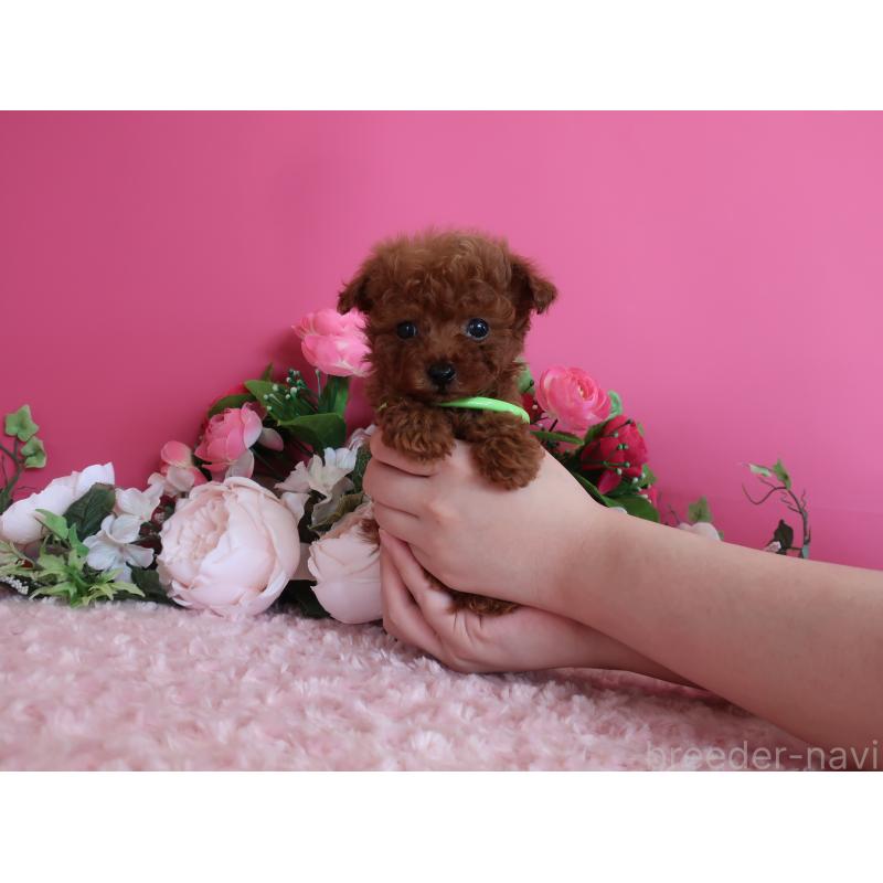 販売中の鹿児島県のティーカッププードル-433121の12枚目