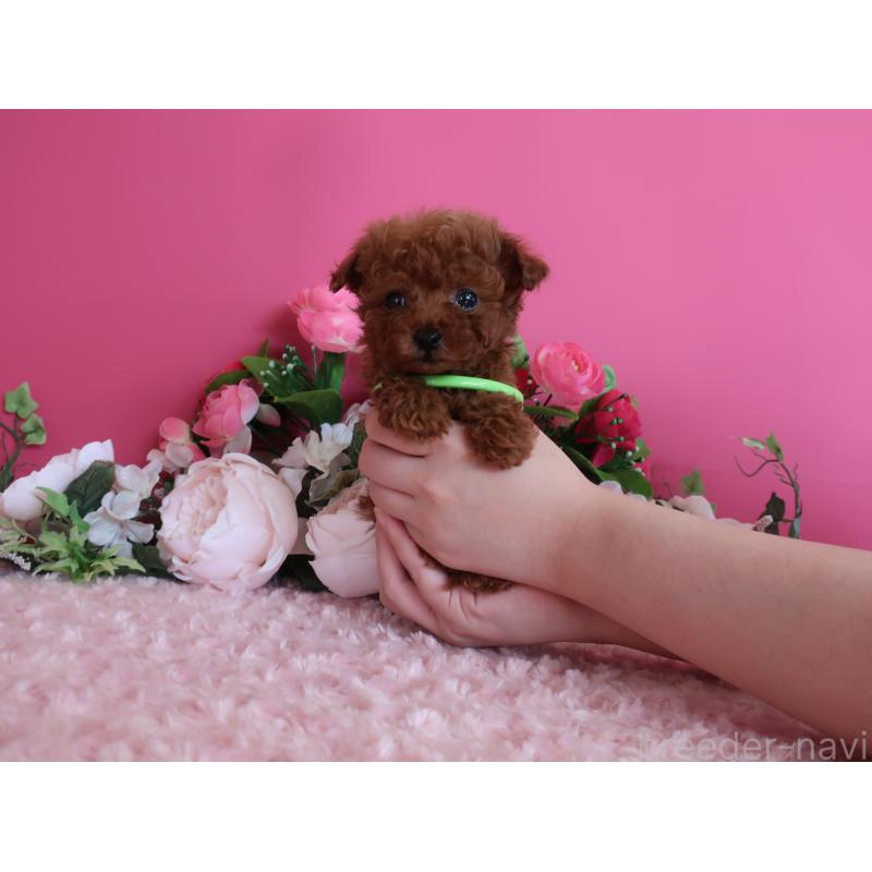 販売中の鹿児島県のティーカッププードル-433121の11枚目