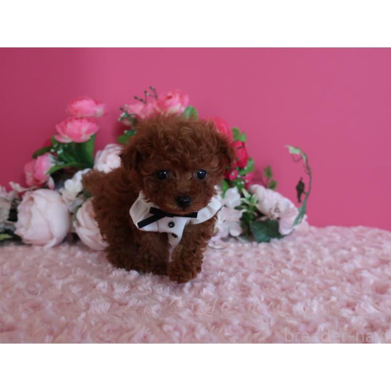 販売中の鹿児島県のティーカッププードル-433121の10枚目