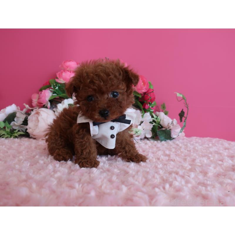 販売中の鹿児島県のティーカッププードル-433121の9枚目