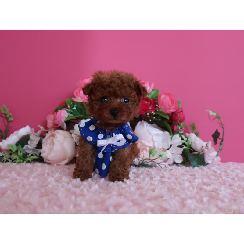 販売中の鹿児島県のティーカッププードル-433121の8枚目