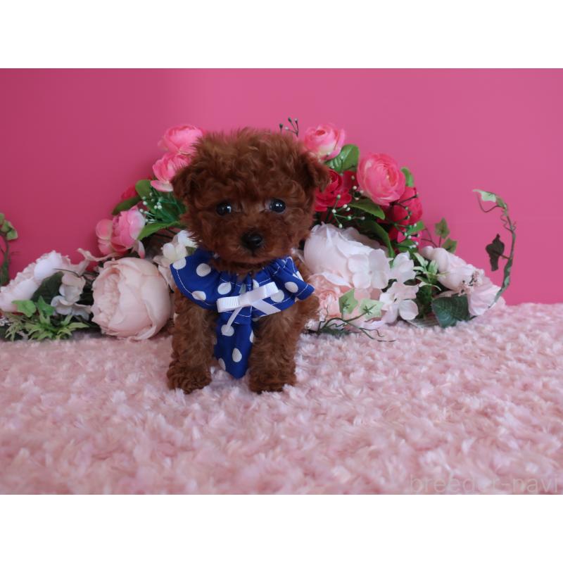 販売中の鹿児島県のティーカッププードル-433121の7枚目