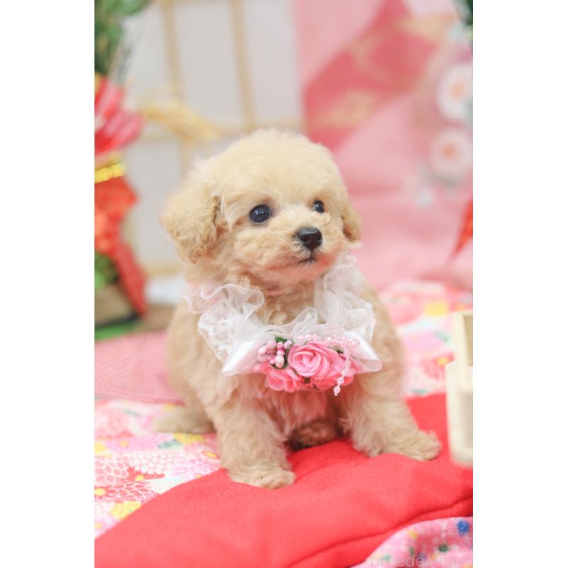 販売中の広島県のトイプードル-433119の3枚目