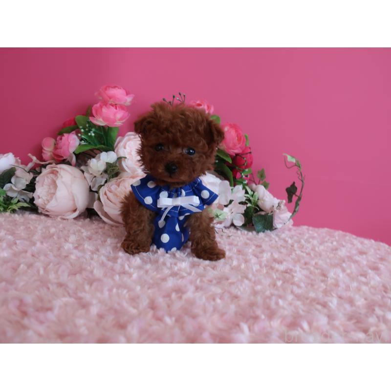 販売中の鹿児島県のティーカッププードル-433121の5枚目