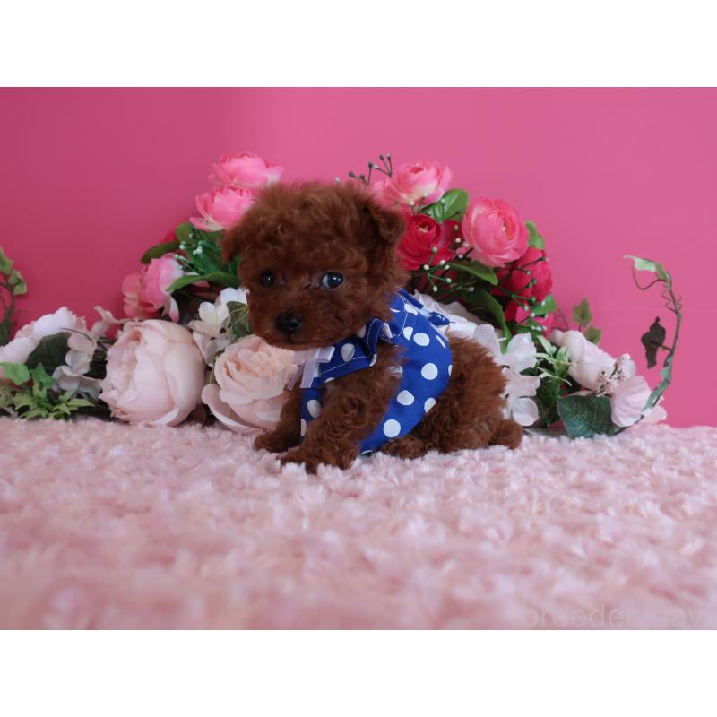 販売中の鹿児島県のティーカッププードル-433121の4枚目