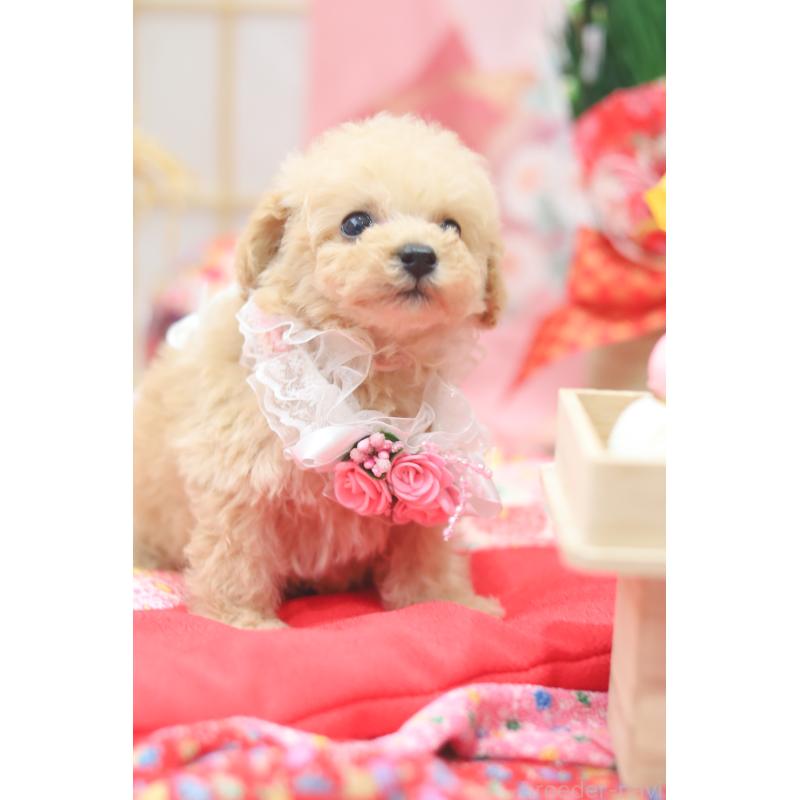 販売中の広島県のトイプードル-433119の2枚目