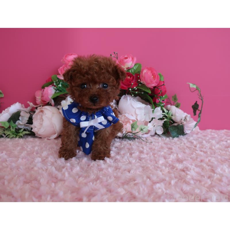 販売中の鹿児島県のティーカッププードル-433121の3枚目