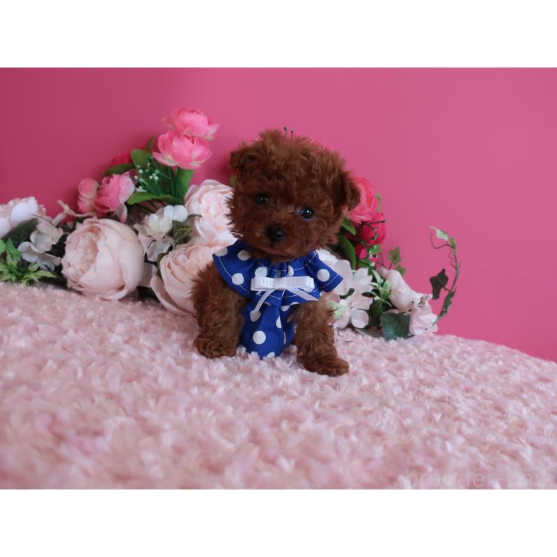 販売中の鹿児島県のティーカッププードル-433121の2枚目