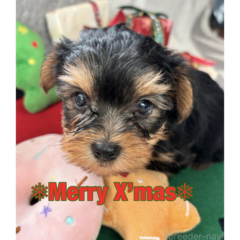 販売中の熊本県のヨークシャーテリア-425106