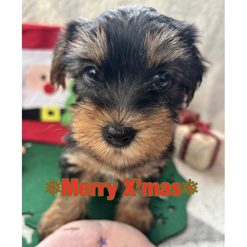 販売中の熊本県のヨークシャーテリア-427714