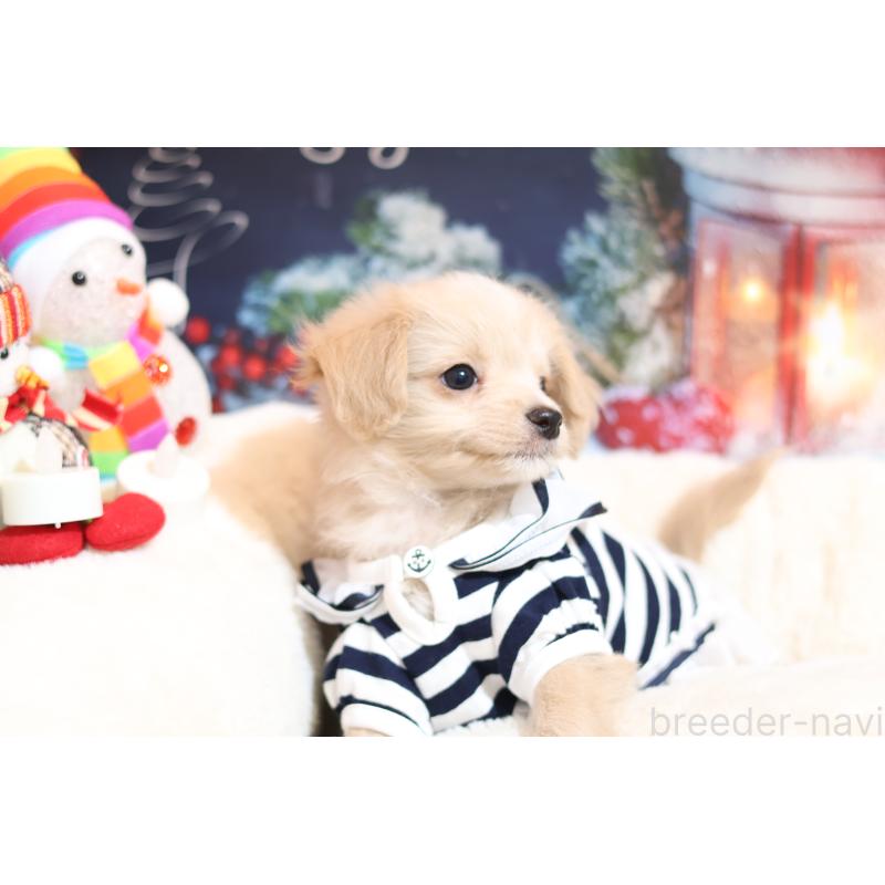 販売中の大阪府のマルプー:マルチーズ×トイプードル-433124の4枚目