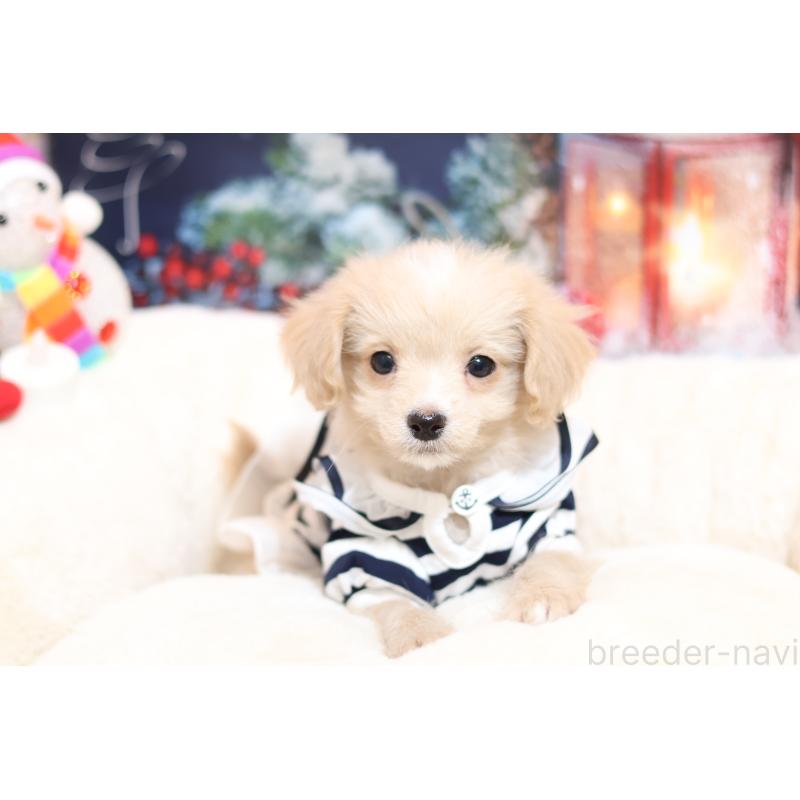 販売中の大阪府のマルプー:マルチーズ×トイプードル-433124の3枚目