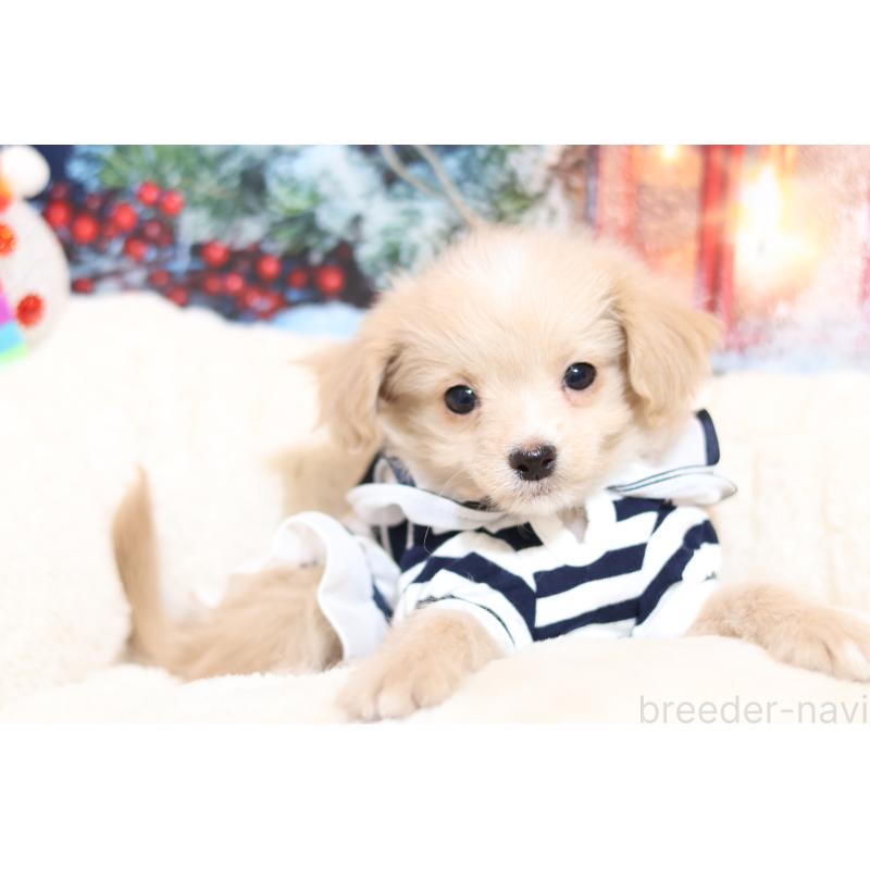 販売中の大阪府のマルプー:マルチーズ×トイプードル-433124の2枚目