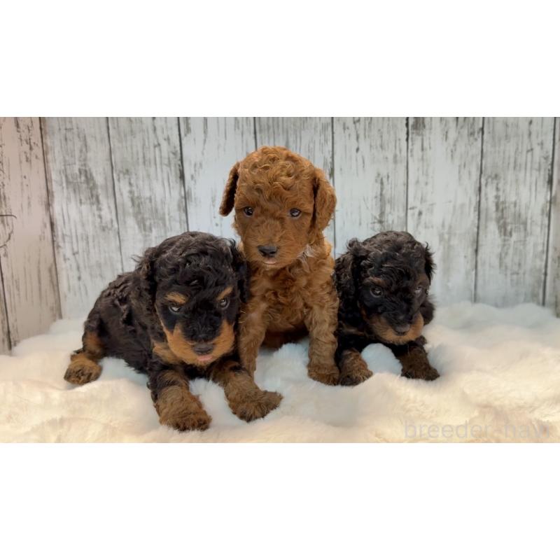 販売中の埼玉県のトイプードル-433123の7枚目