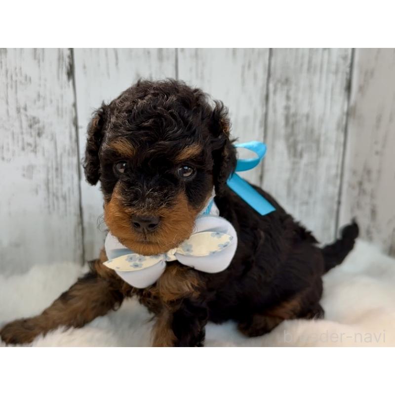 販売中の埼玉県のトイプードル-433123の6枚目