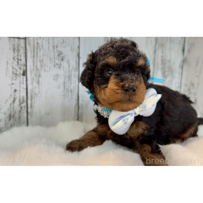 販売中の埼玉県のトイプードル-433123の5枚目