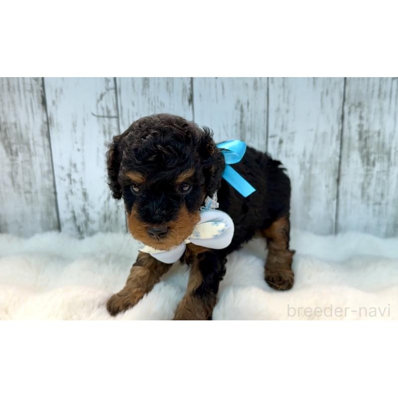 販売中の埼玉県のトイプードル-433123の4枚目