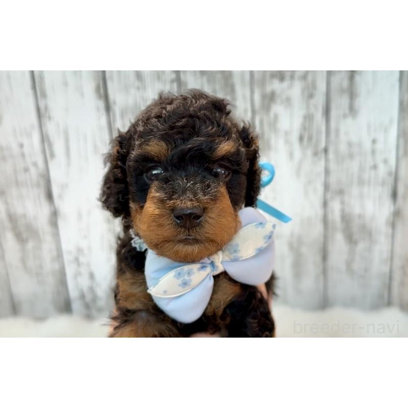 販売中の埼玉県のトイプードル-433123の3枚目