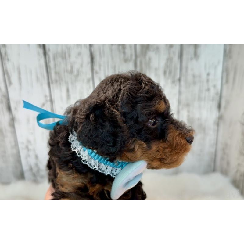 販売中の埼玉県のトイプードル-433123の2枚目