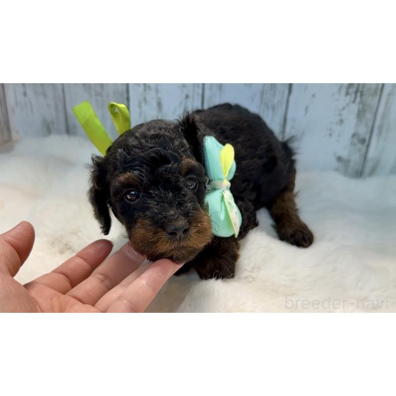 販売中の埼玉県のトイプードル-433125の9枚目