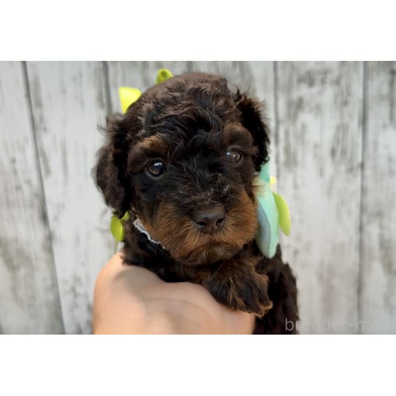 販売中の埼玉県のトイプードル-433125の8枚目