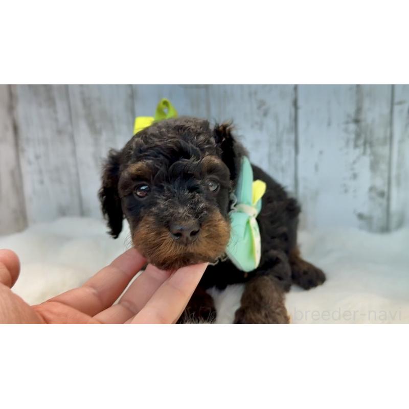 販売中の埼玉県のトイプードル-433125の7枚目