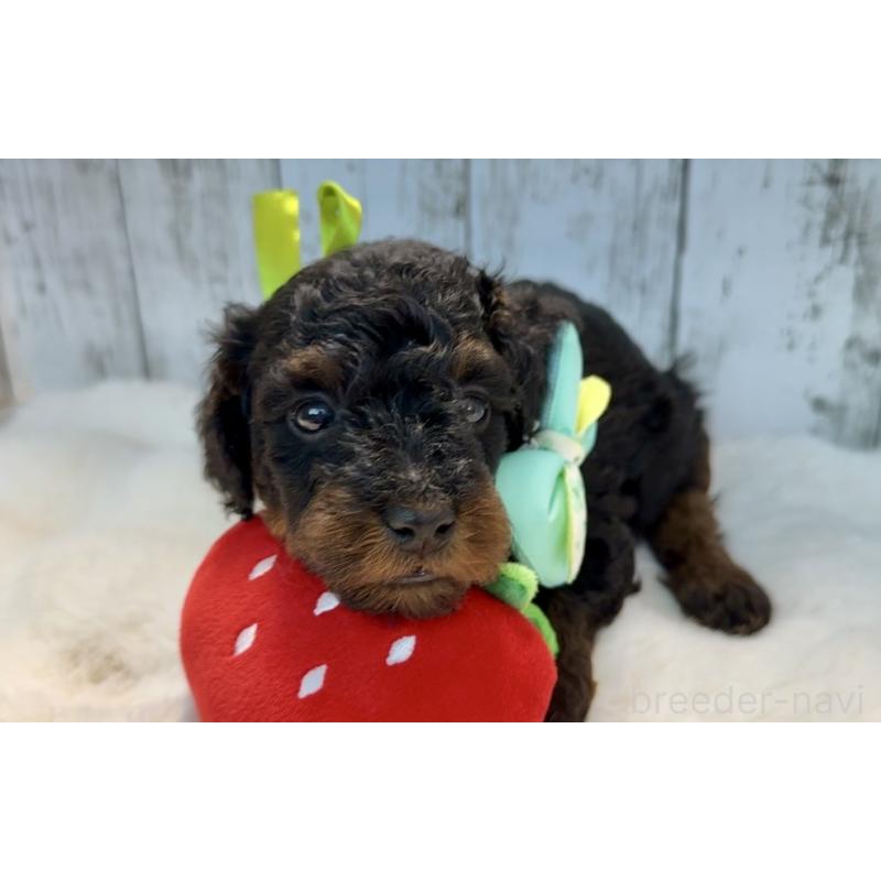 販売中の埼玉県のトイプードル-433125の6枚目