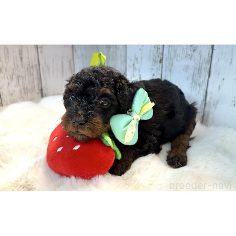 販売中の埼玉県のトイプードル-433125の5枚目