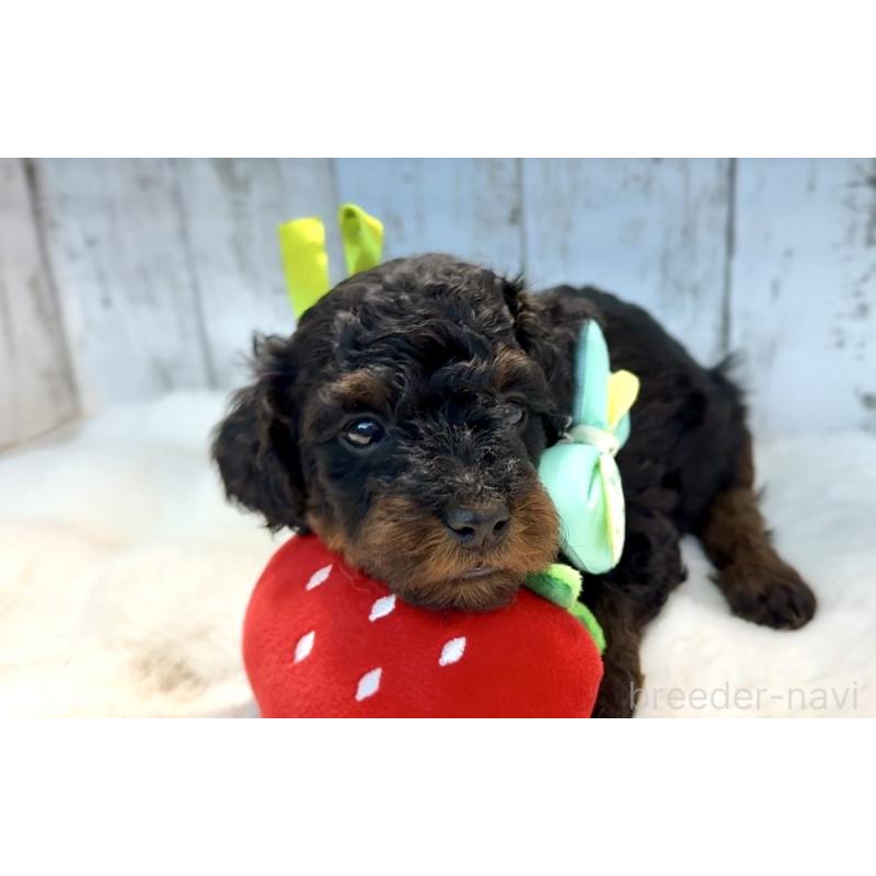 販売中の埼玉県のトイプードル-433125の4枚目