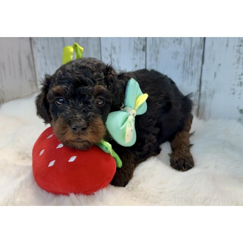 販売中の埼玉県のトイプードル-433125の3枚目