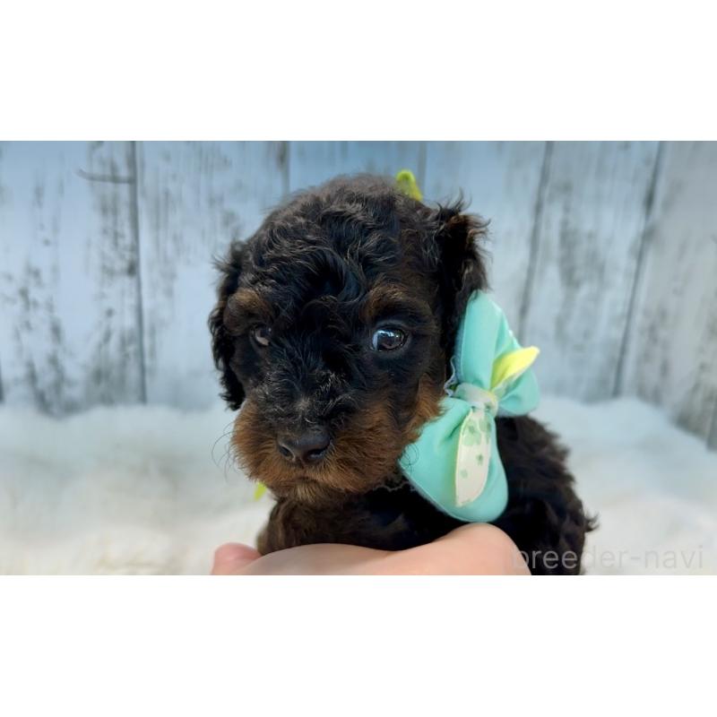 販売中の埼玉県のトイプードル-433125の2枚目