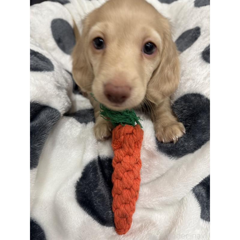 販売中の山形県のカニンヘンダックスフンド(ロングヘアード)-433127の3枚目