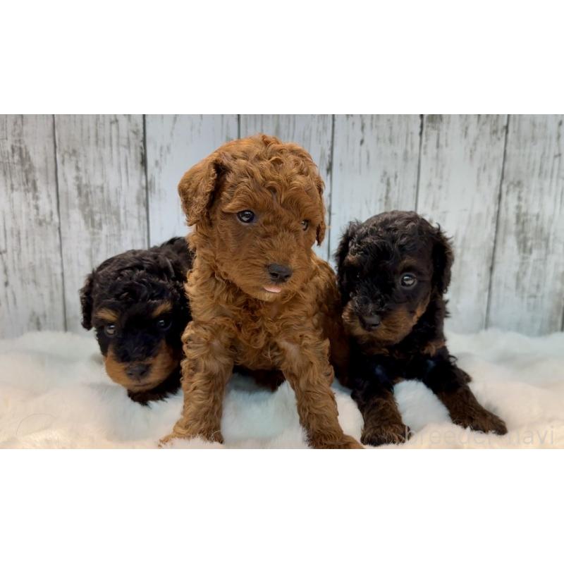 販売中の埼玉県のトイプードル-433128の6枚目