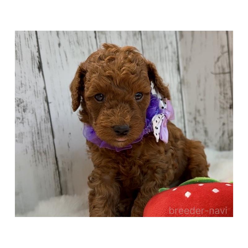 販売中の埼玉県のトイプードル-433128の5枚目