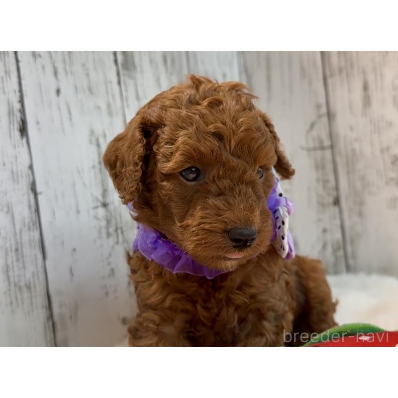 販売中の埼玉県のトイプードル-433128の3枚目