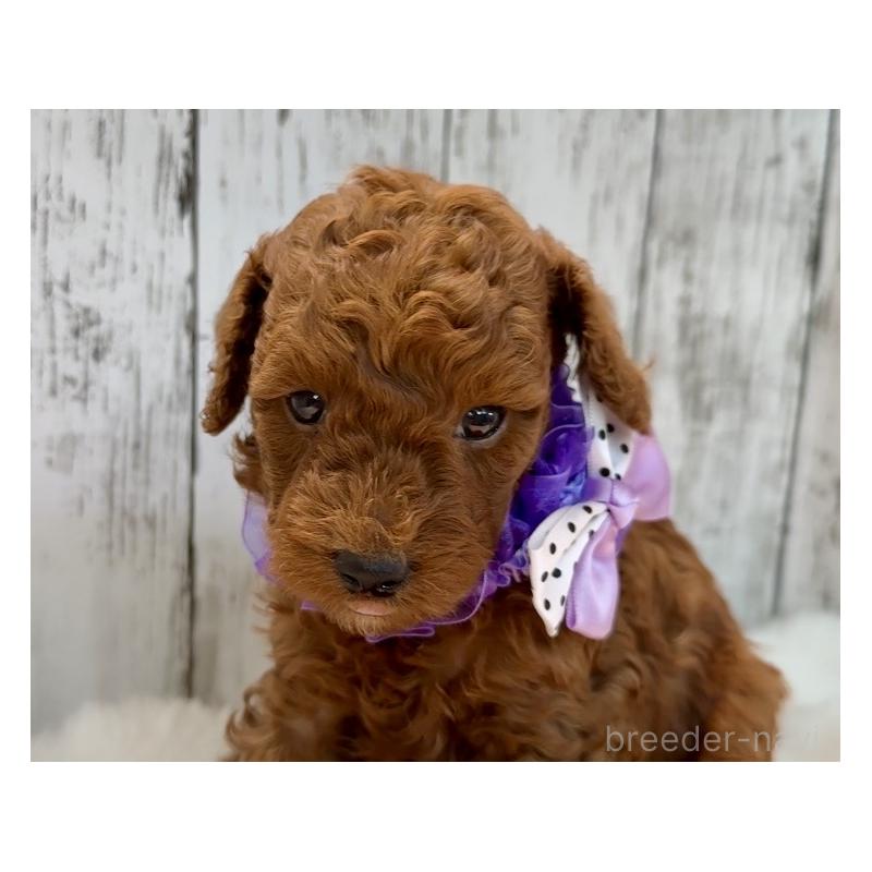 販売中の埼玉県のトイプードル-433128の2枚目