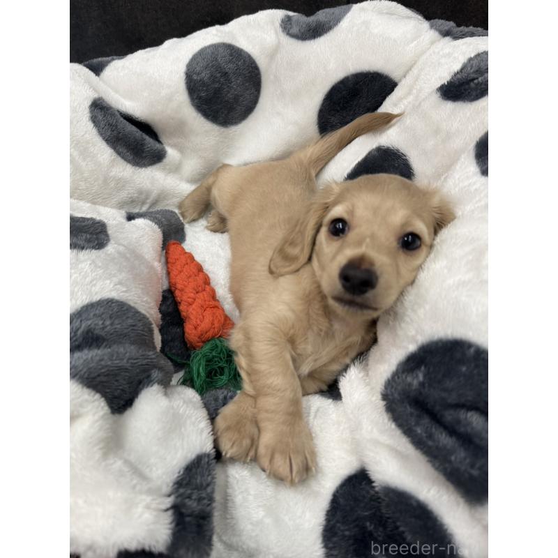 販売中の山形県のカニンヘンダックスフンド(ロングヘアード)-433129の3枚目