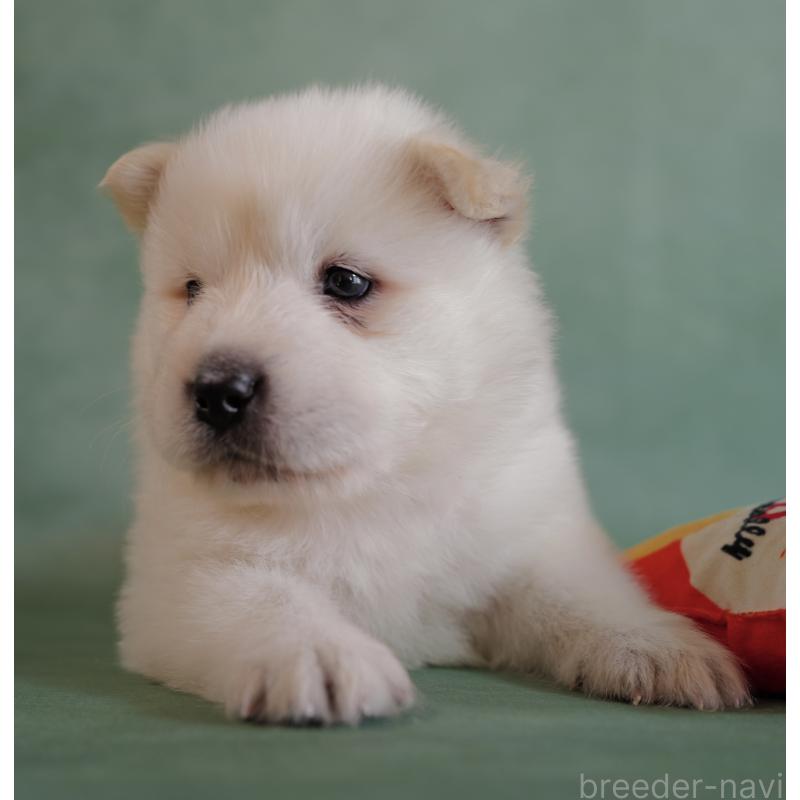 販売中の埼玉県のサモエド-433131の9枚目