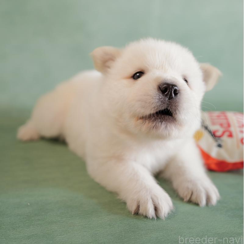 販売中の埼玉県のサモエド-433131の8枚目