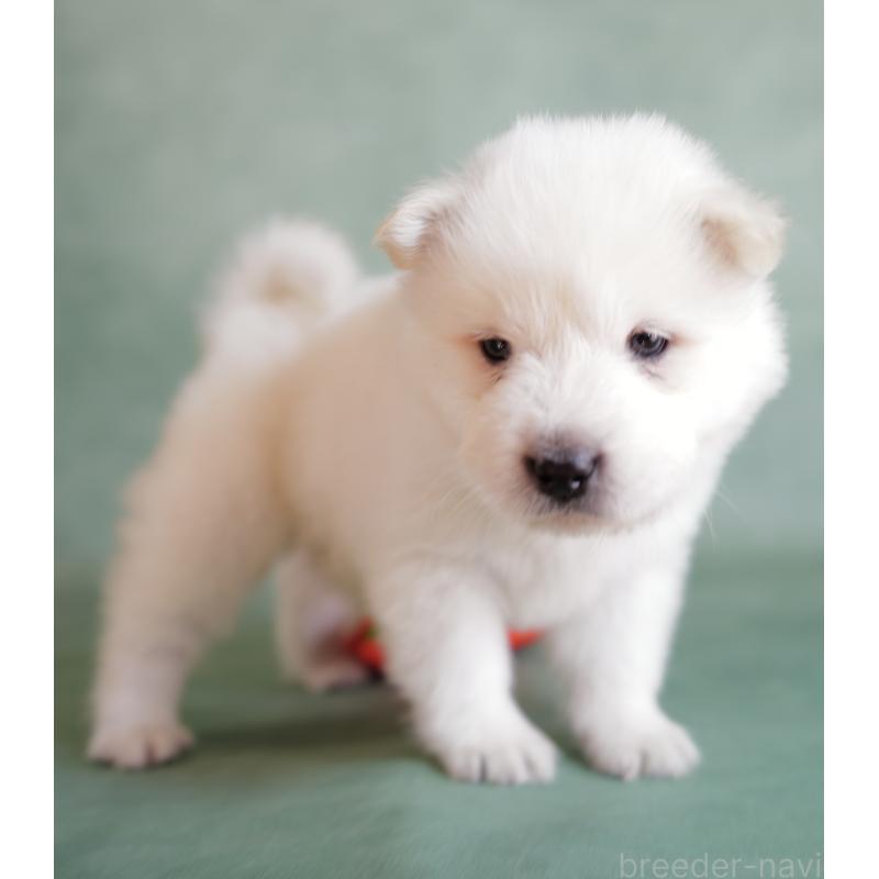 販売中の埼玉県のサモエド-433131の7枚目