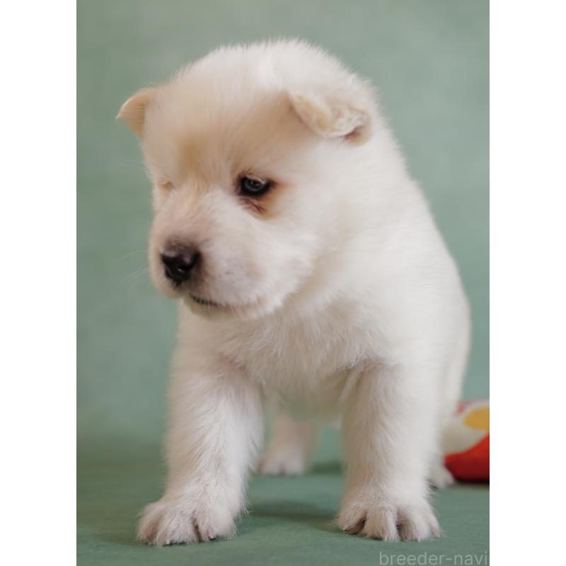 販売中の埼玉県のサモエド-433131の6枚目