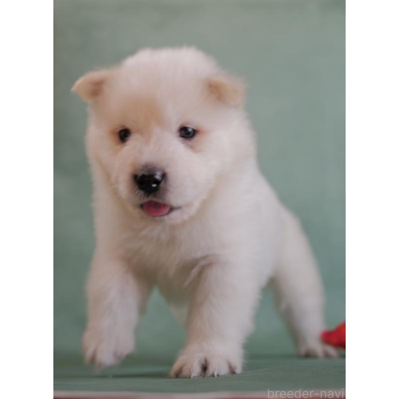 販売中の埼玉県のサモエド-433131の5枚目