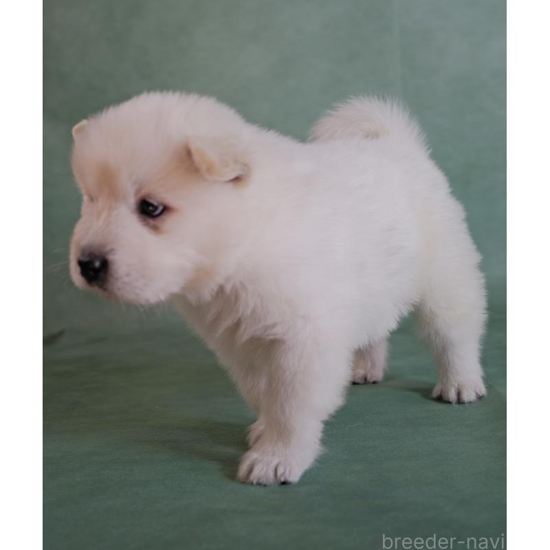 販売中の埼玉県のサモエド-433131の4枚目