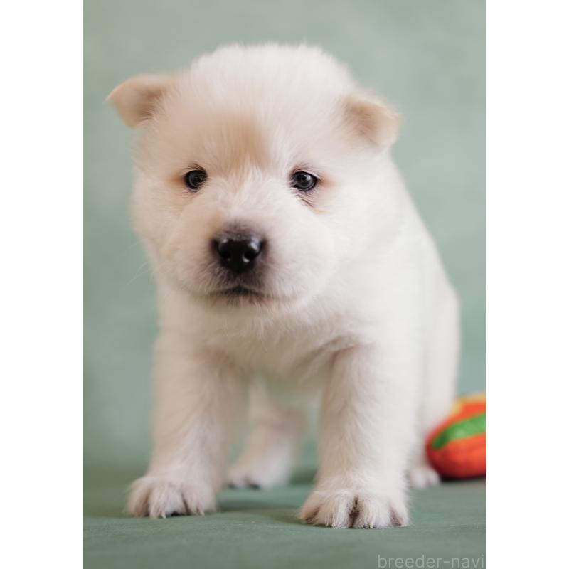 販売中の埼玉県のサモエド-433131の3枚目