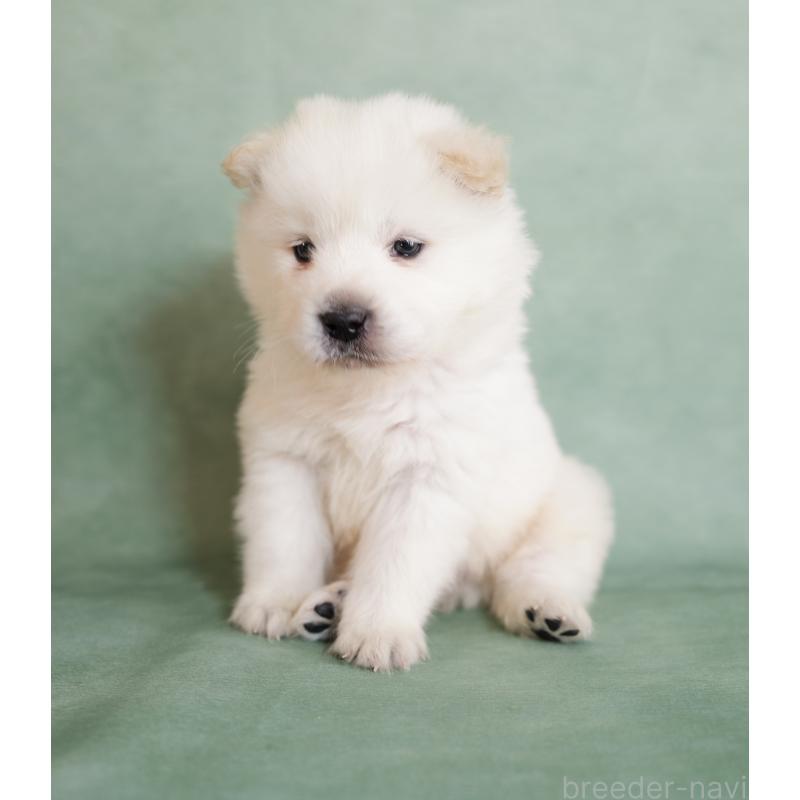 販売中の埼玉県のサモエド-433132の7枚目